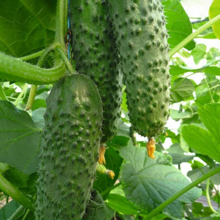 Огурец "Аристан" F1