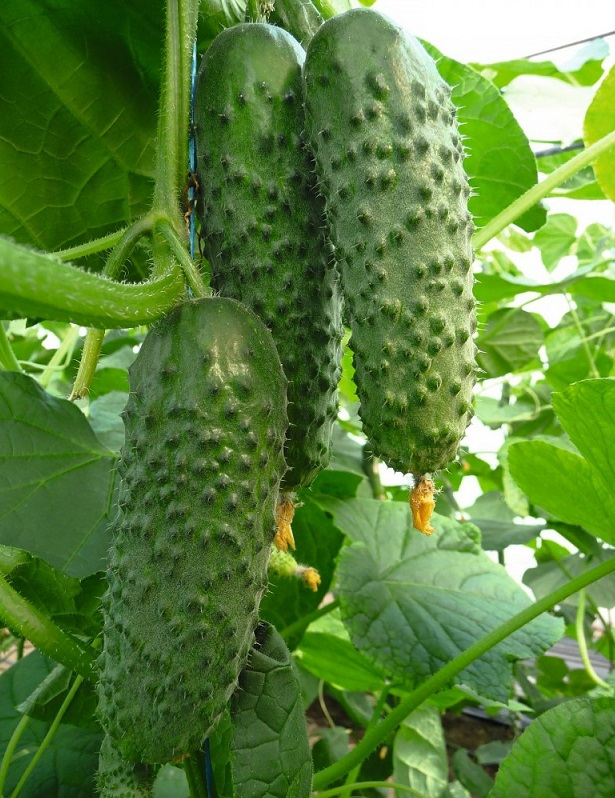 Огурец "Аристан" F1