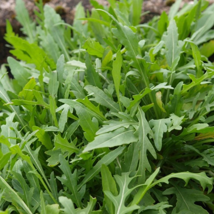 Руккола "Грация" — изображение 2