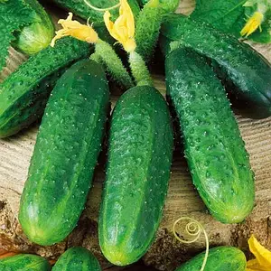 Огурец "Октопус" F1 — изображение 3