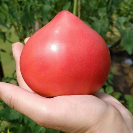 Томат "Супернова" F1