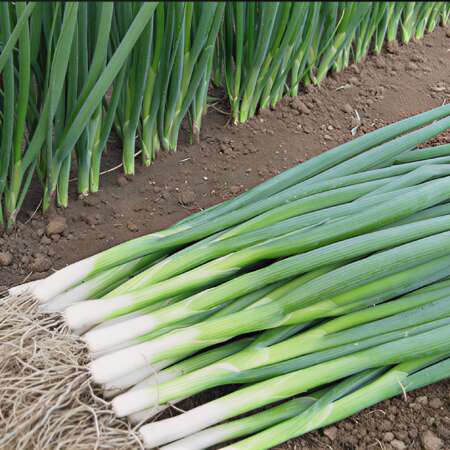 Лук перо "Кайгаро" F1