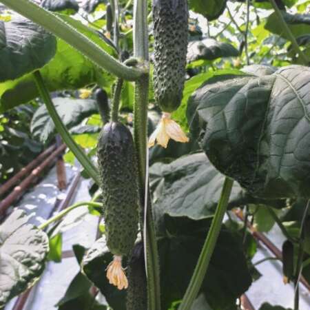 Огурец "Аристан" F1