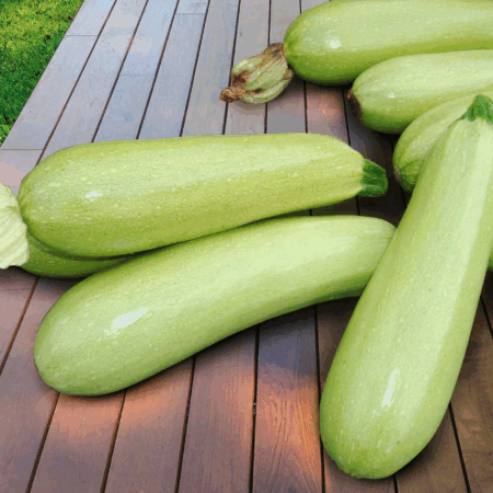 Кабачок "Ардендо" F1