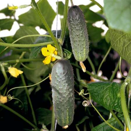 Огурец "Атлантис" F1
