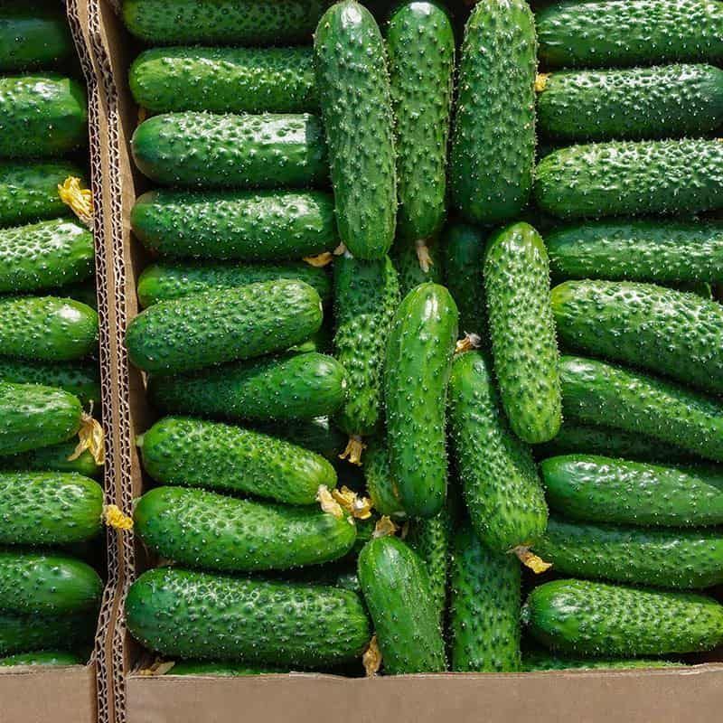 Огурец "Аристан" F1 — изображение 3