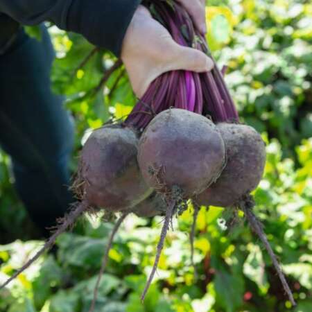 Свекла "Бетолло" F1