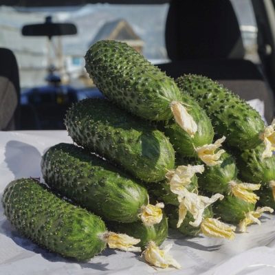 Огурец "SV 4097" F1 — изображение 3