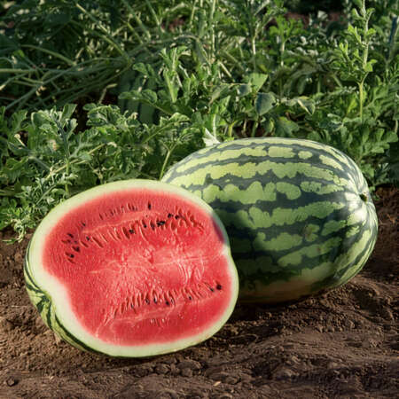 Арбуз "Бедуин" F1