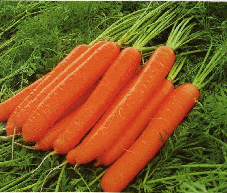 Большое количество моркови. Морковь Лагуна f1. Сорт моркови Лагуна f1. Семена моркови Лагуна ф1. Морковка сорт Лагуна f1.