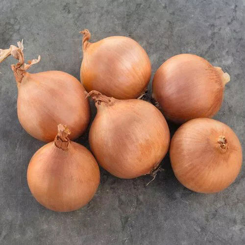 Лук репчатый "Мустанг" F1