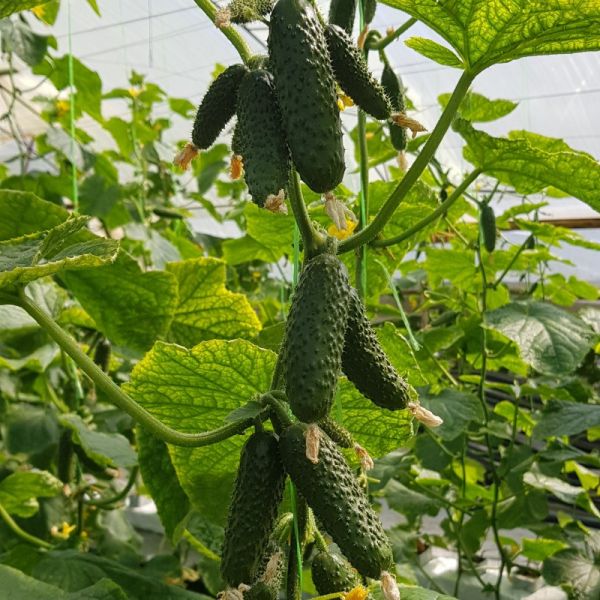 Огурец "Октопус" F1