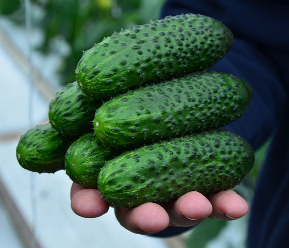 Огурец "SV 4097" F1 — изображение 2