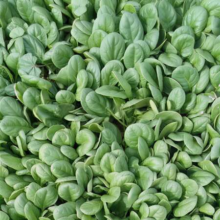 Шпинат "Акадия" F1