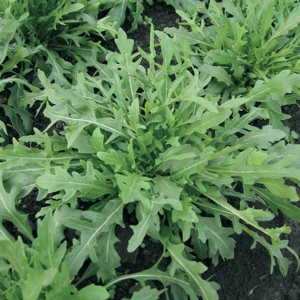 Руккола "Грация"