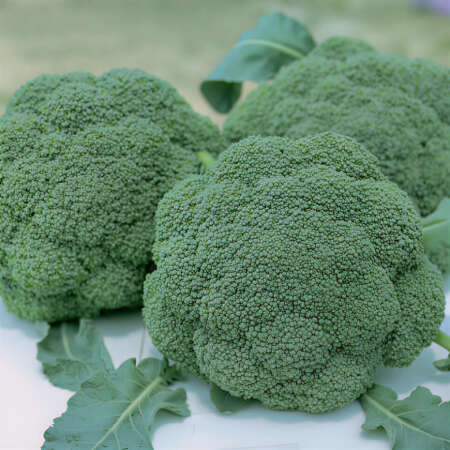 Капуста брокколи "Бести" F1