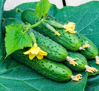 Огурец "Октопус" F1 — изображение 2