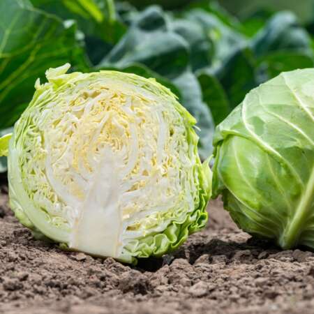 Капуста белокочанная "Джетодор" F1