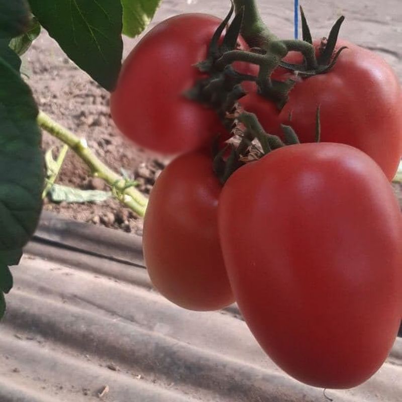 Томат "Конго" F1 — изображение 2
