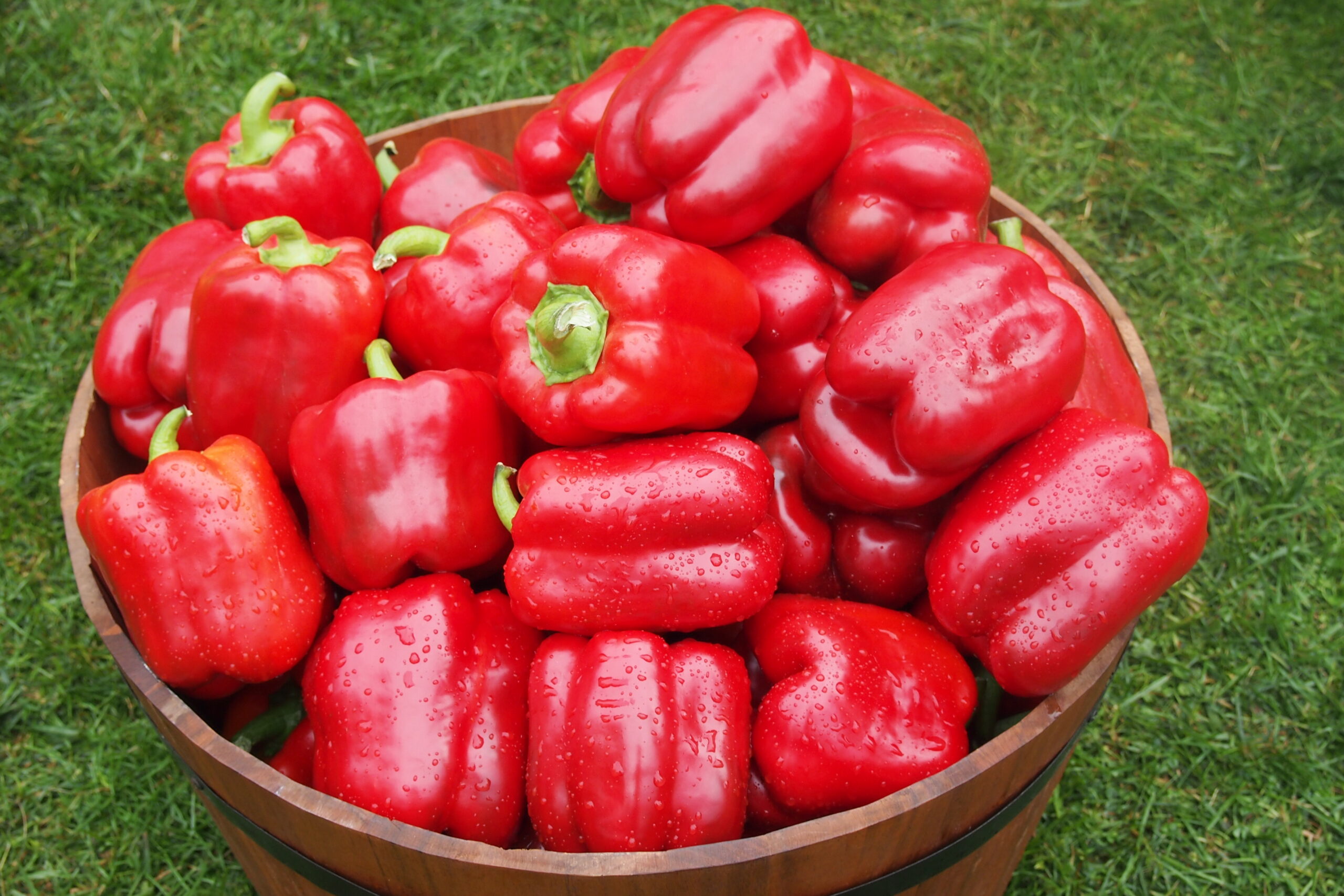 Перец "Амарок" F1 — изображение 3