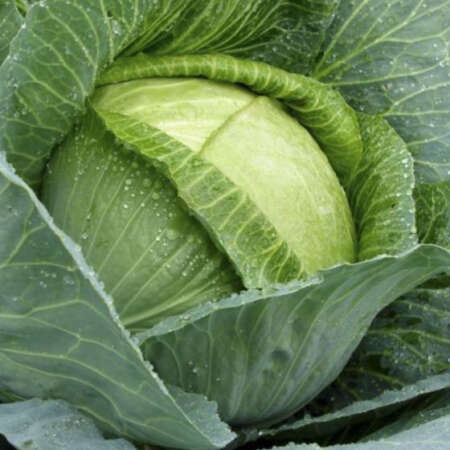 Капуста белокочанная "Зенон" F1
