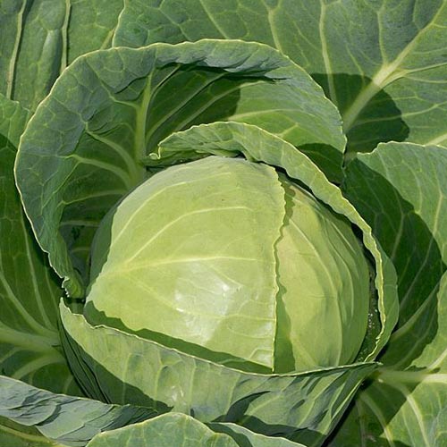 Капуста белокочанная "Миррор" F1 — изображение 2