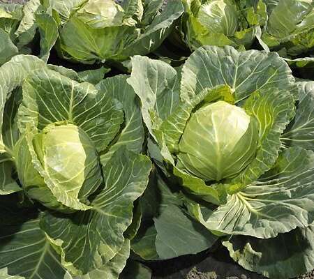 Капуста белокочанная "Миррор" F1