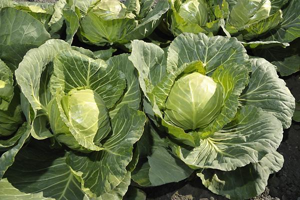 Капуста белокочанная "Миррор" F1