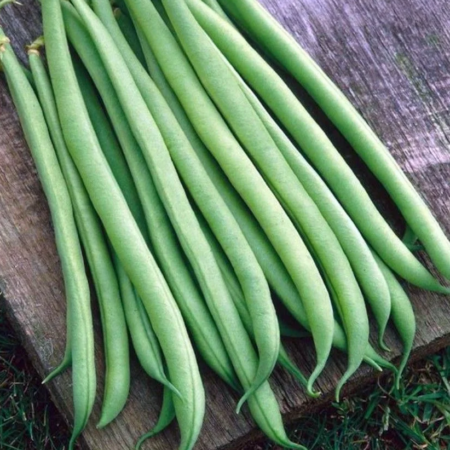 Фасоль "Серенгети" F1