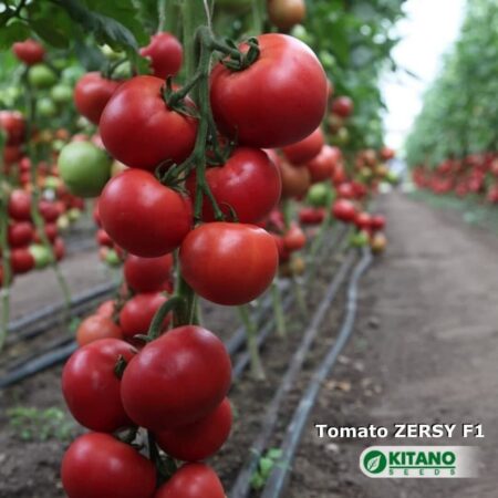 Томат "Зерси" F1