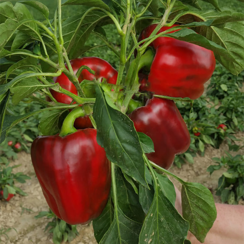 Перец "Амарок" F1