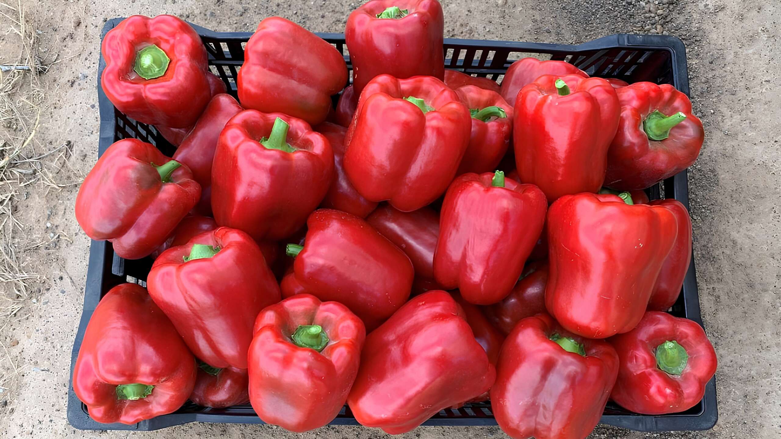 Перец "Амарок" F1 — изображение 2