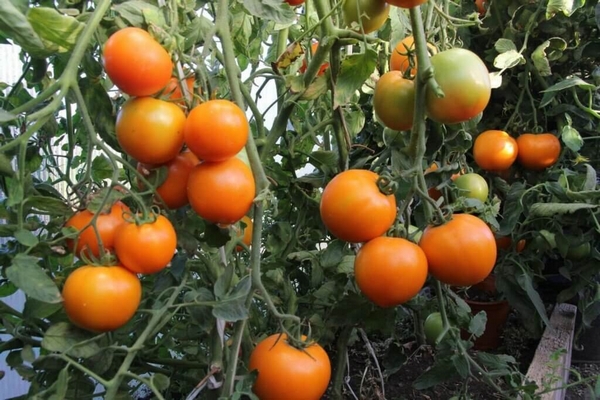 Томат "Айсан" F1 — изображение 3