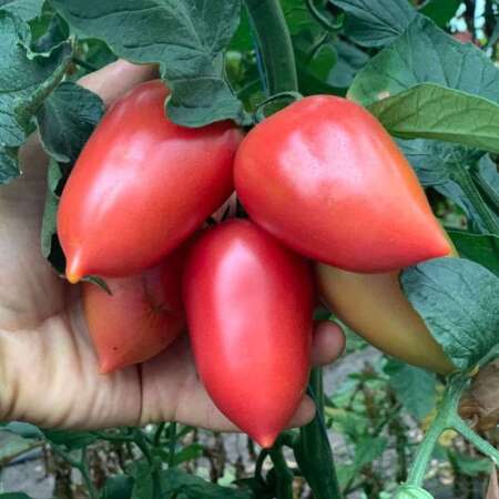 Томат "Конго" F1