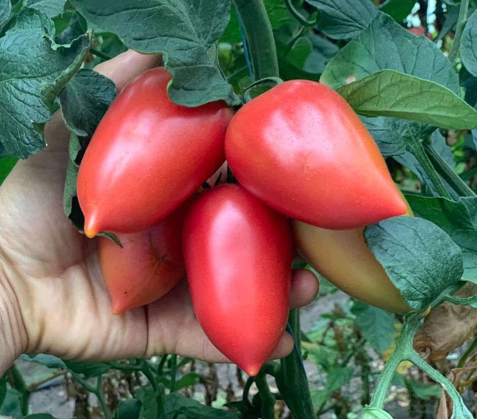 Томат "Конго" F1