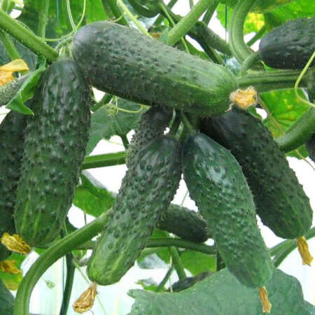 Огурец "Сатина" F1