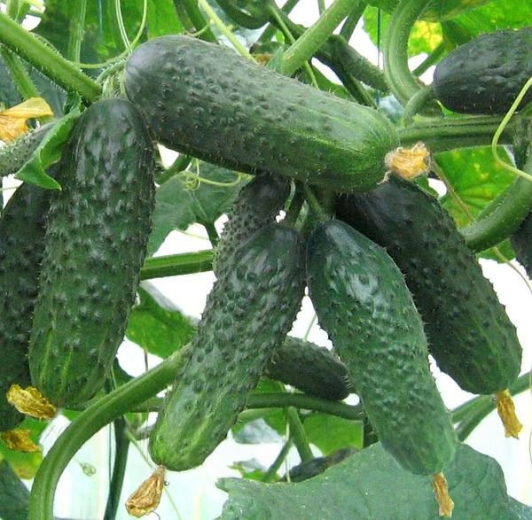 Огурец "Сатина" F1