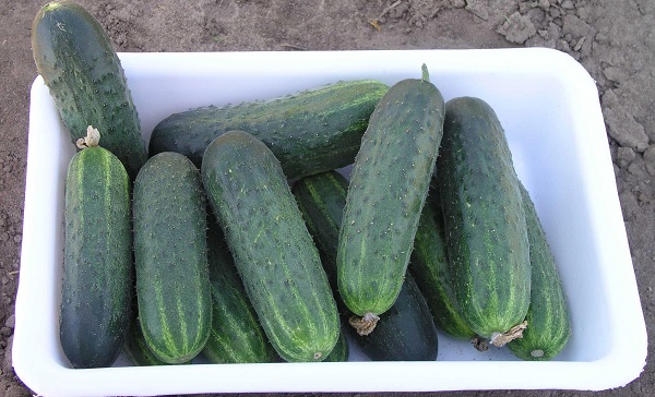 Огурец "Сатина" F1 — изображение 3