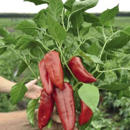 Перец "Портека" F1