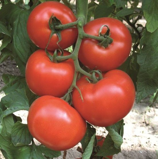 Томат "Махитос" F1 — изображение 3