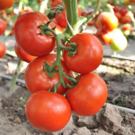 Томат "Махитос" F1