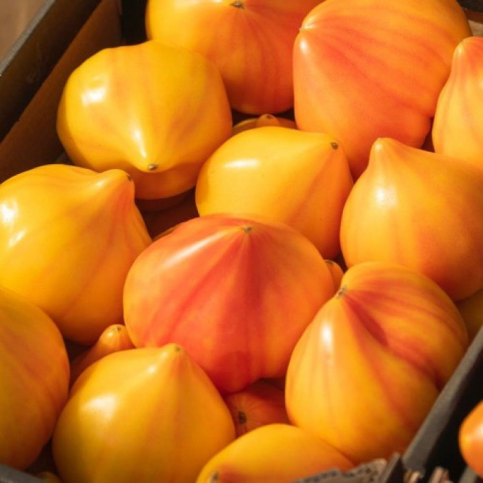 Томат "Мадрид" F1 — изображение 2