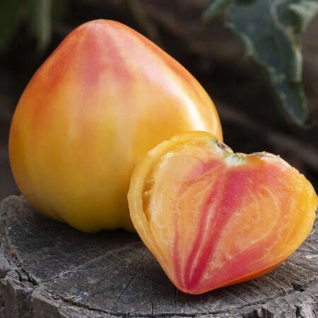 Томат "Мадрид" F1