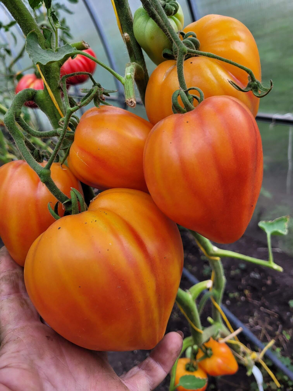 Томат "Мадрид" F1 — изображение 3