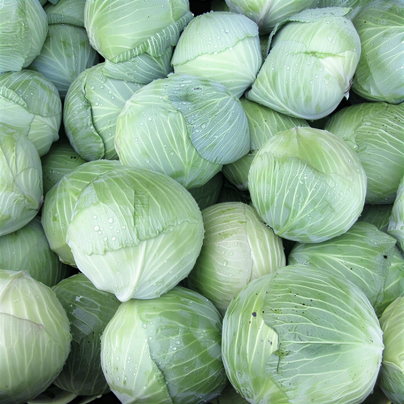 Капуста белокочанная "Атрия" F1 — изображение 2