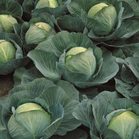 Капуста белокочанная "Атрия" F1