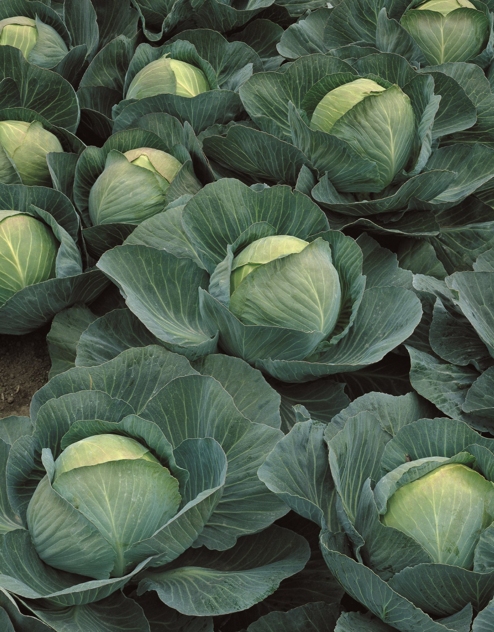 Капуста белокочанная "Атрия" F1