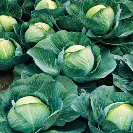 Капуста белокочанная "Атрия" F1