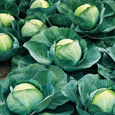 Капуста белокочанная "Атрия" F1