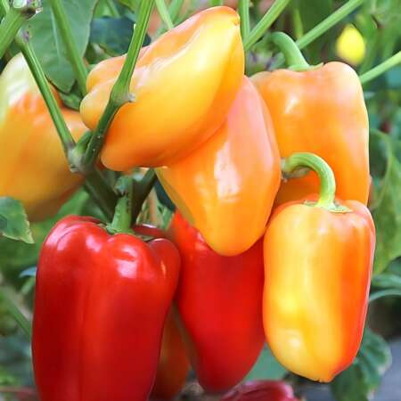 Перец "Барби" F1